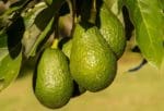 BRIEF: Havo no avo {Have no avo}
