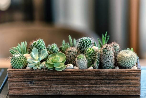 Hey succulent thieves, you suck