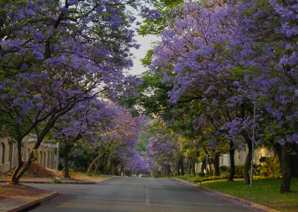 Herbert Baker’s Jacarandas are streets ahead!
